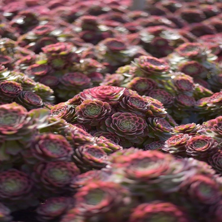 Aeonium 'Pink Fairy suppliers