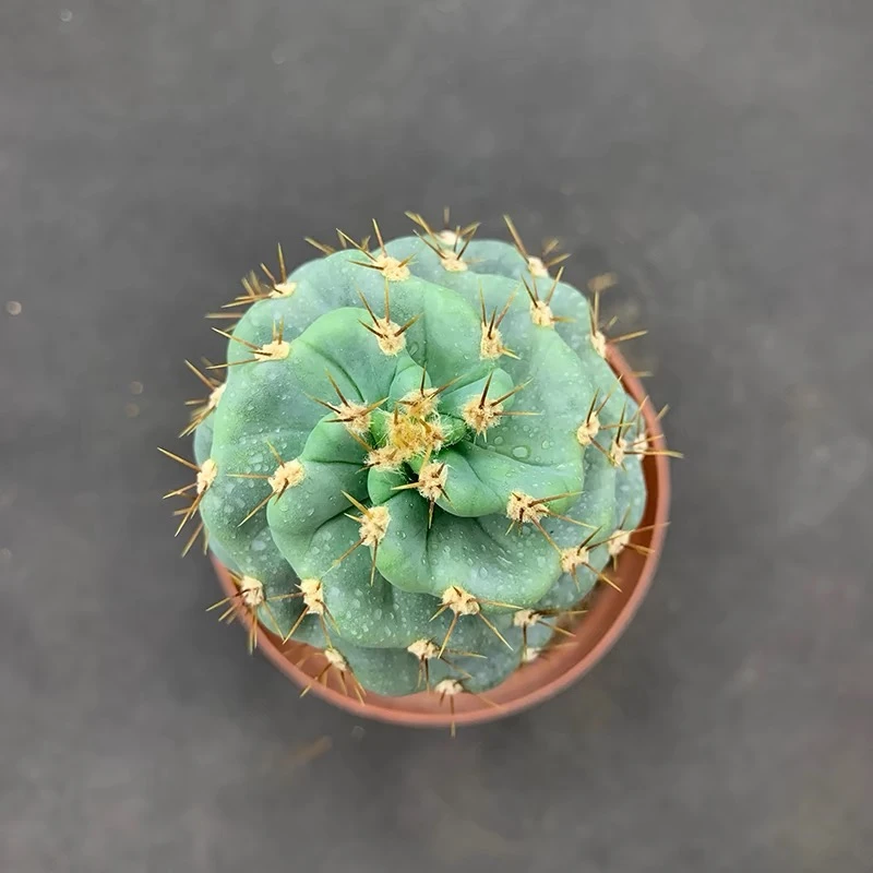 Cereus Validus ‘spiralis’