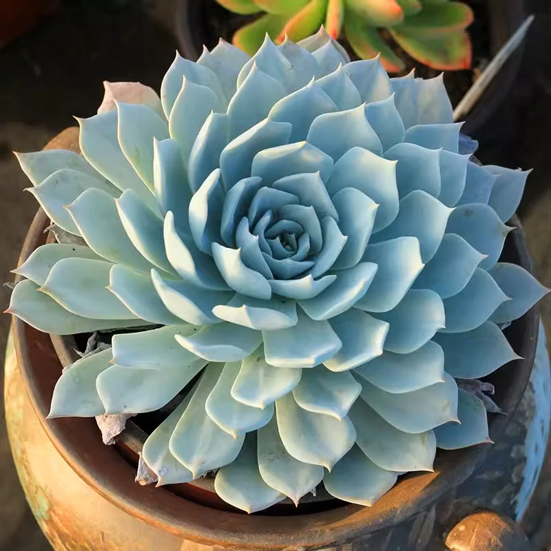Echeveria Blue Bird