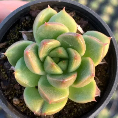 Echeveria Chunchun Jenny #succulentlife #plantsforsale
