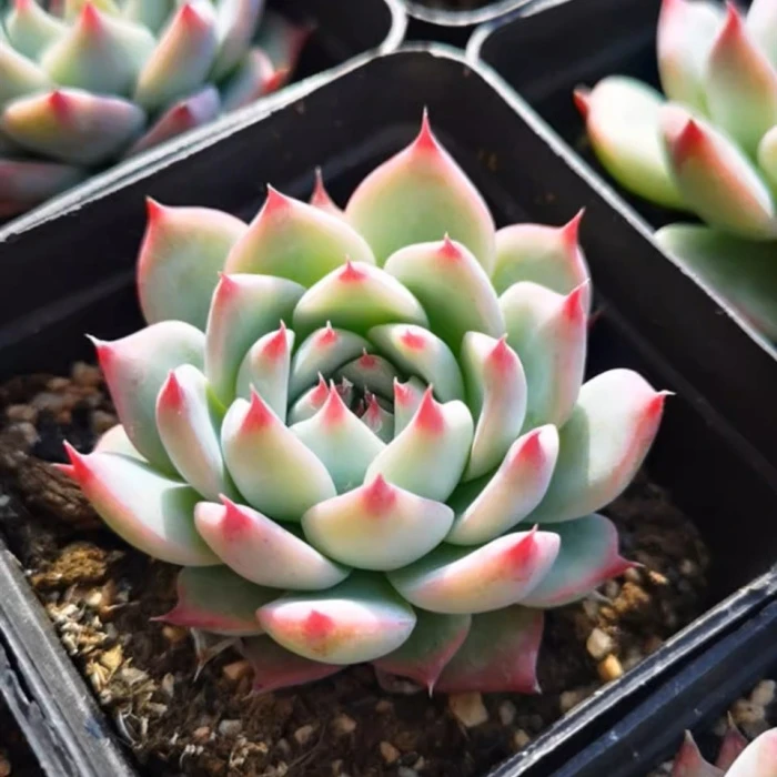 Echeveria Honey Peach