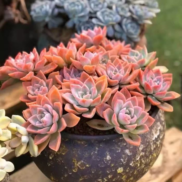 Echeveria Pink Harlem Scattered Clustering