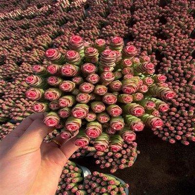 Crassula Perforata