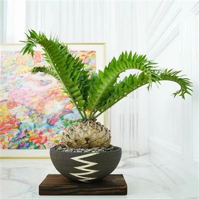 Cycas Revoluta