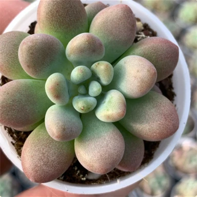 Echeveria 'DAPHNE'
