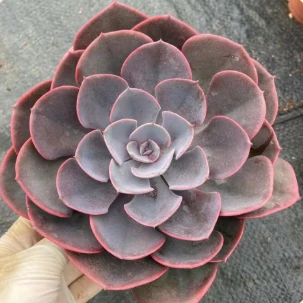 Echeveria Plua plav Rose