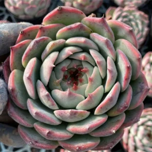 Echeveria Morning Dew