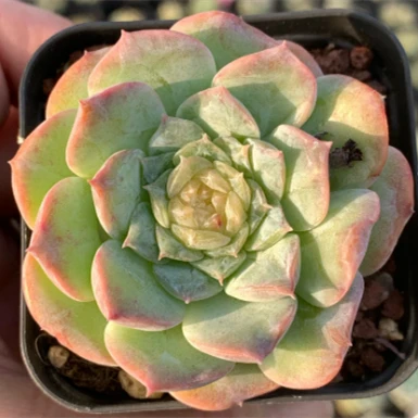 Echeveria 'Pure Hlub'