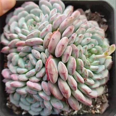 Echeveria 'White Fat Man' Tsis tshua muaj Succulent Nroj Tsuag