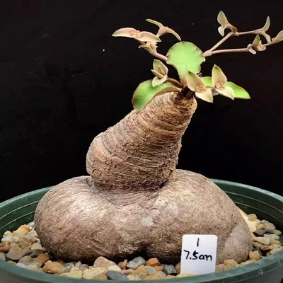 Euphorbia Moratii
