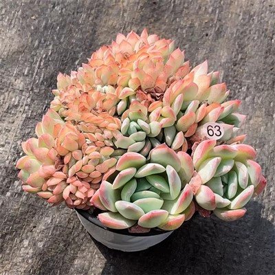 Graptoveria 'Queen' F. Cristata